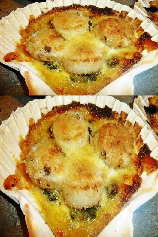 Coquilles St Jacques Gratinées
